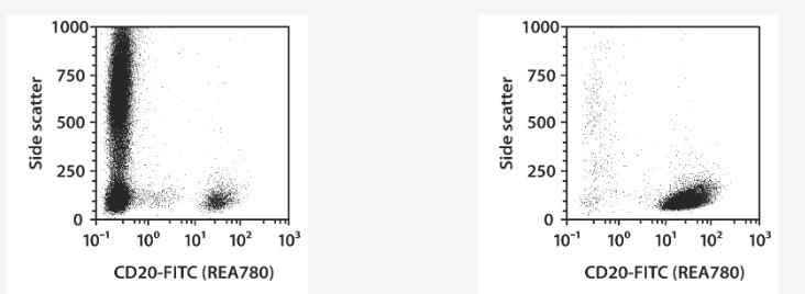 CD19+ cells were isolated from whole blood using the StraightFrom Whole Blood REAlease CD19 MicroBead Kit, human and Whole Blood Columns. Cells were fluorescently stained with the REAfinity Antibody CD19-FITC and analyzed by flow cytometry using the MACSQuant Analyzer X. Cell debris and dead cells were excluded from the analysis based on scatter signals and propidium iodide fluorescence.